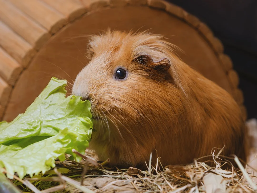 guinea-pig-eating-leafy-greens