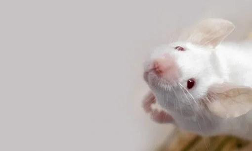 white mouse looking up