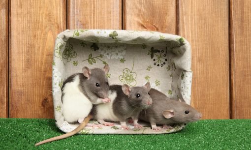 rats in basket