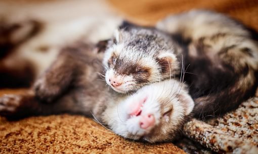 ferrets-together-cuddling