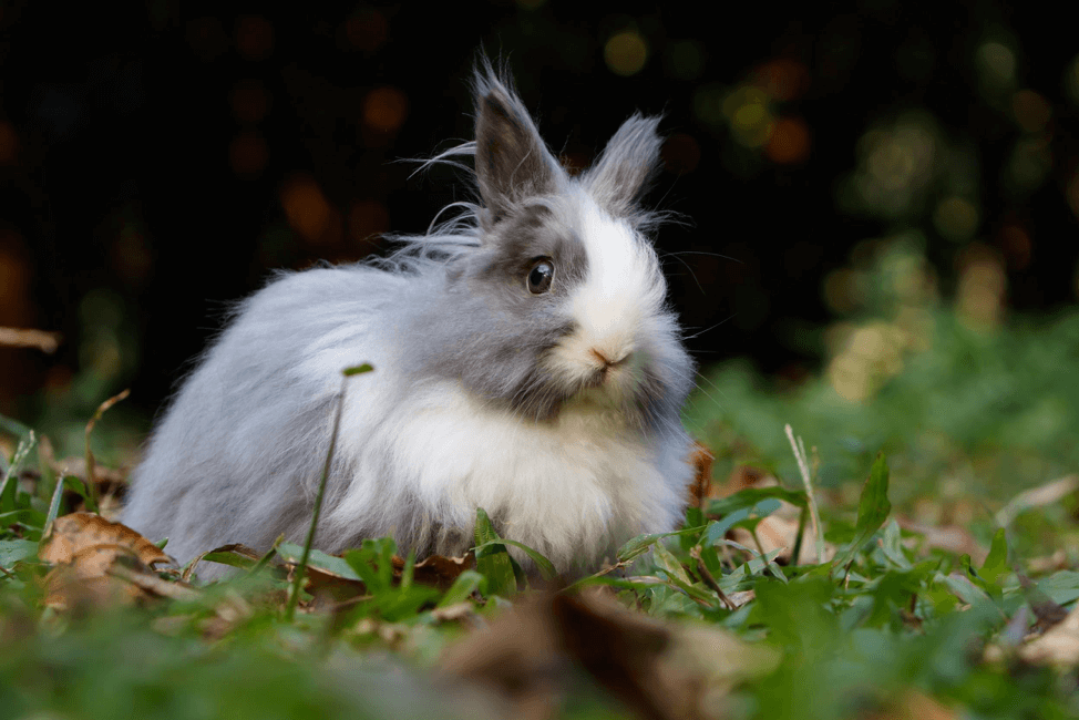 bunny-eye-care-everything-you-need-to-know