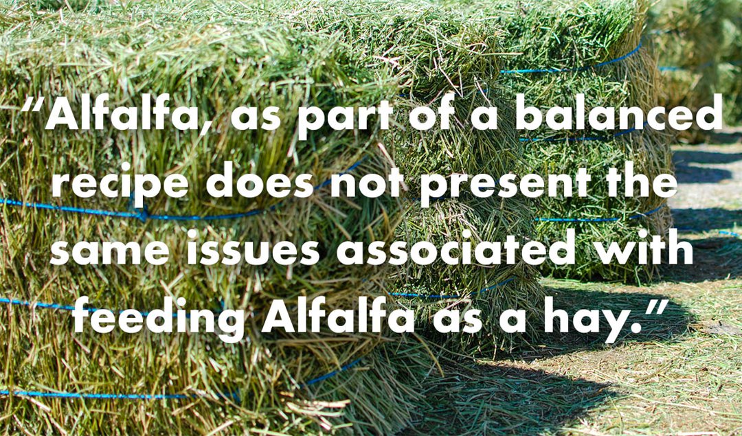 Alfalfa-Hay