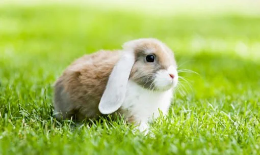 Bunny Rabbit In The Grass