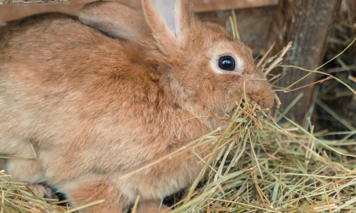 rabbit-hay