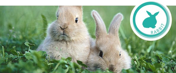 rabbits-feeding-guide