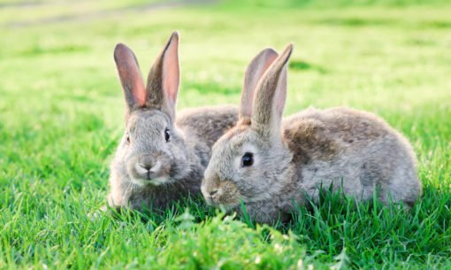 Rabbit pair in field