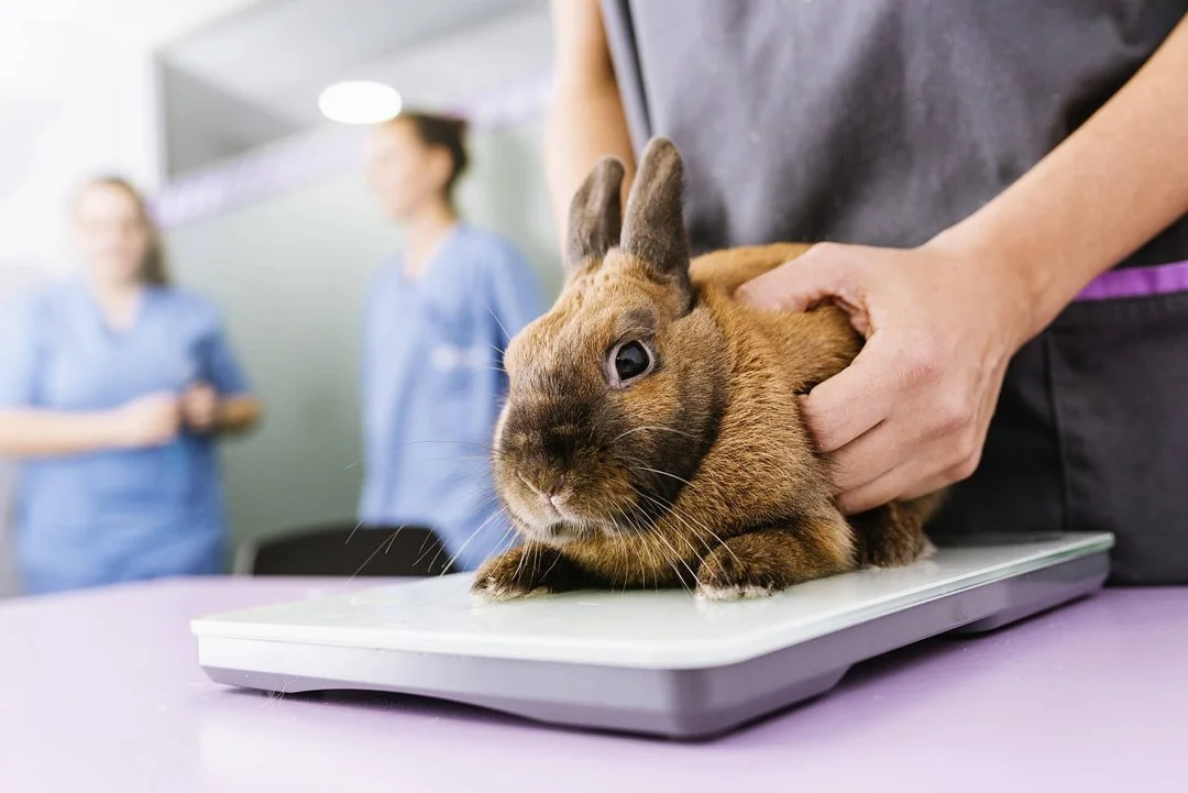 Rabbit at the vets