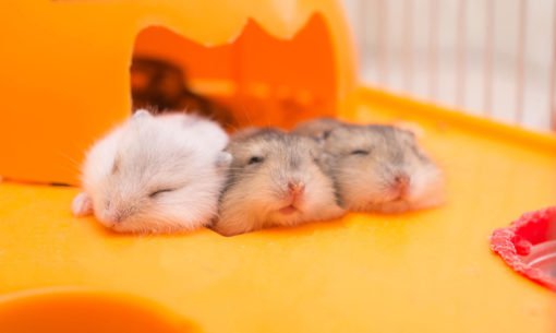 Three Sleeping Hamsters