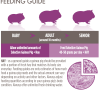 Guinea-Pig-Feeding-Guide