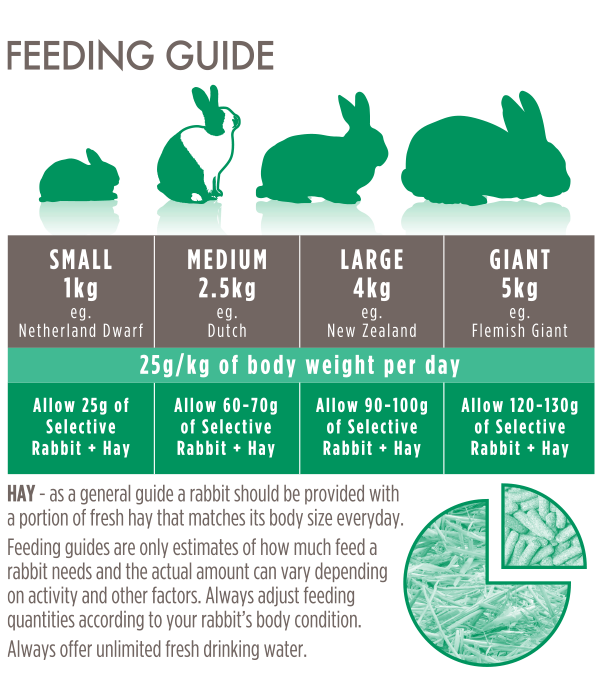 House-Rabbit-Feeding-Guide