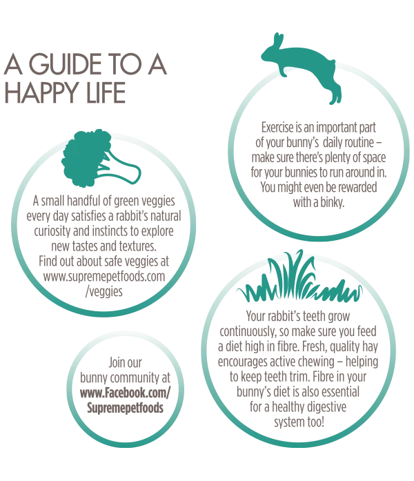 Adult-Rabbit-Happy-Life-Guide