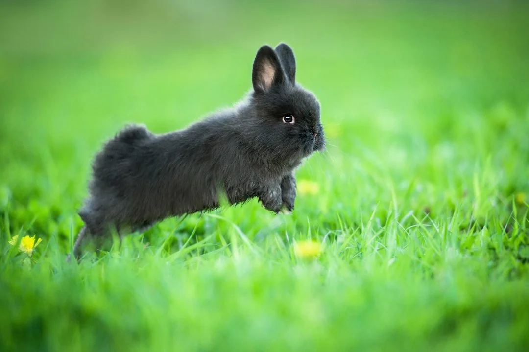 Rabbit-Binky