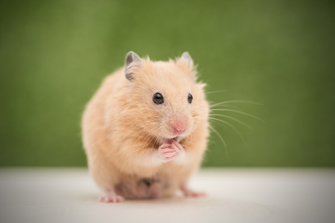 Grooming Hamster