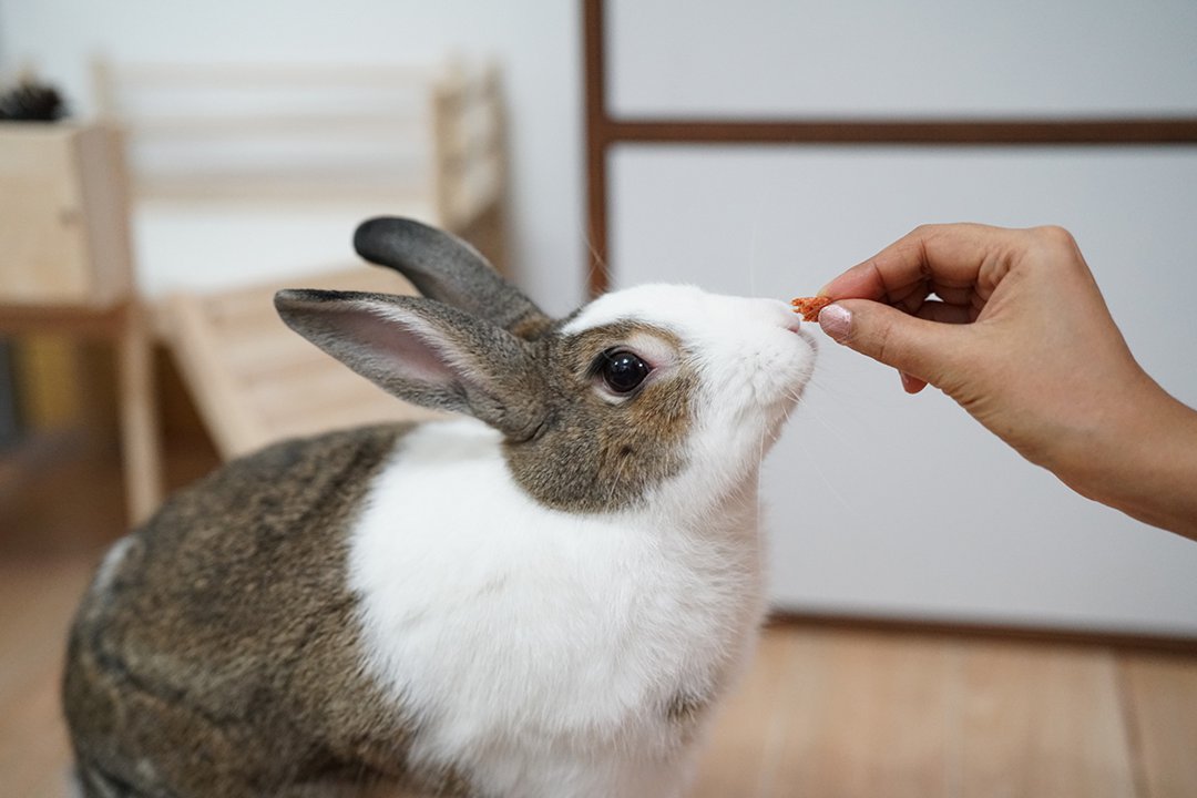 Feeding Rabbit