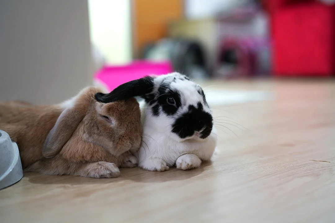rabbits wood flooring