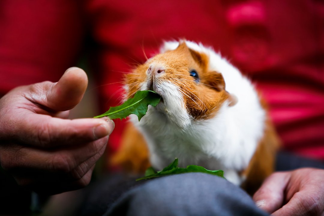 guinea pig eating rocket