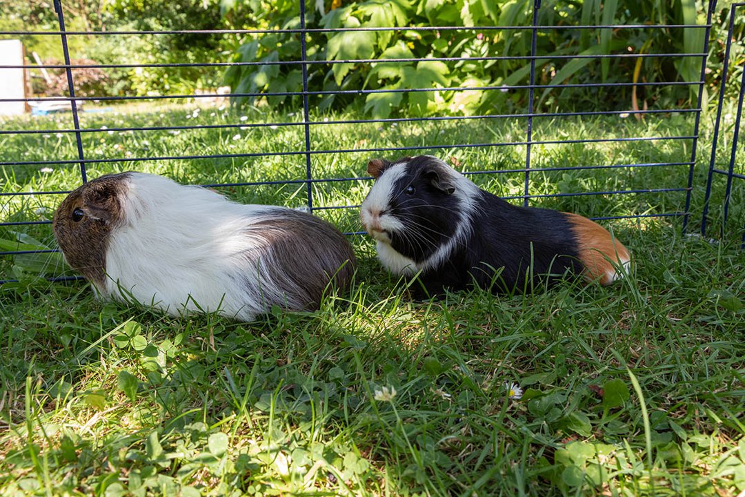 guinea pig in shade