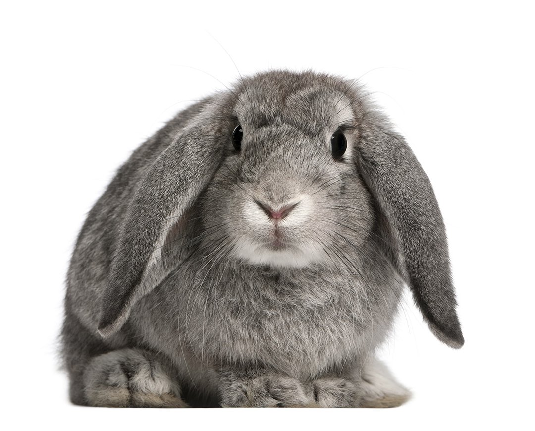 french lop rabbit