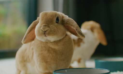 Rabbit FFL Looking Food