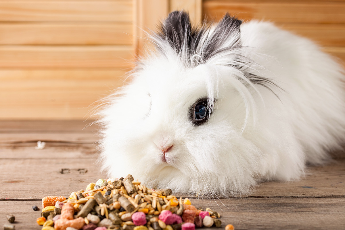 Rabbit Museli
