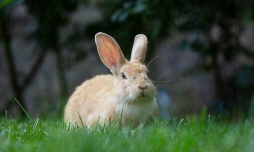 Rabbit